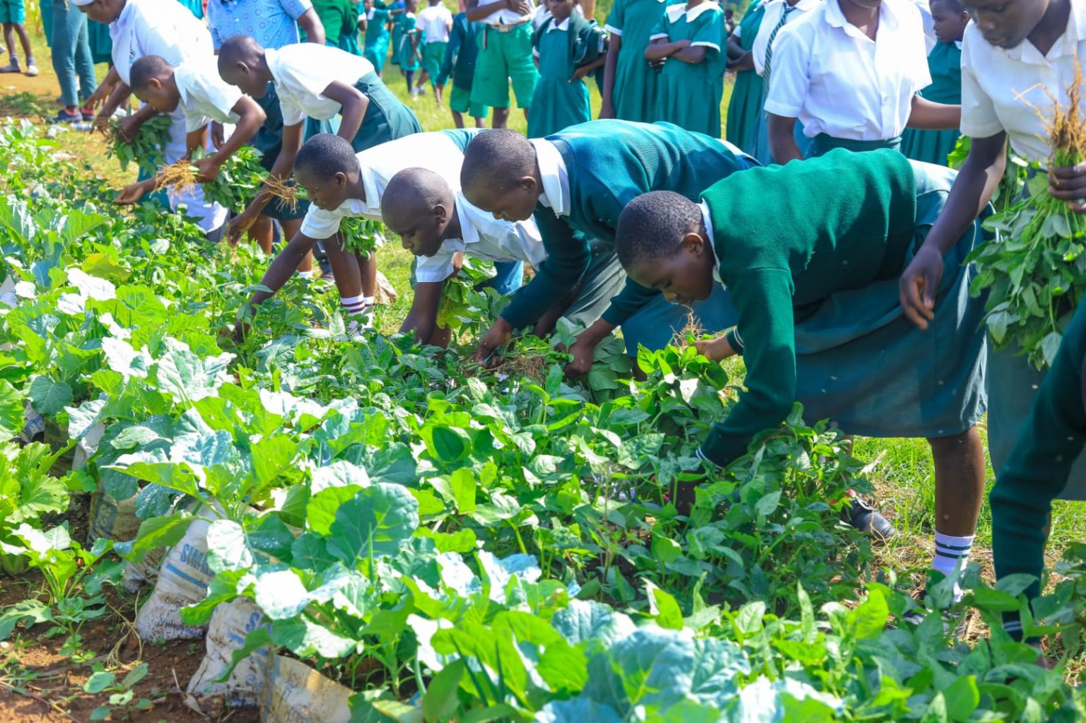 A community garden with people gathered among greenery.
